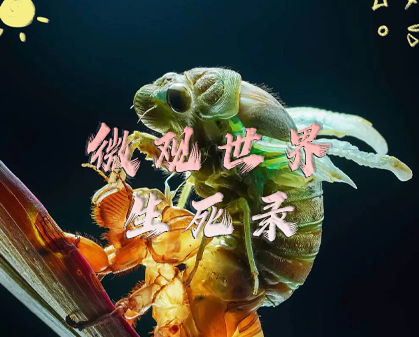 《揭秘昆虫暗战：微观世界生死录 Macro Worlds》第一季-157资源网