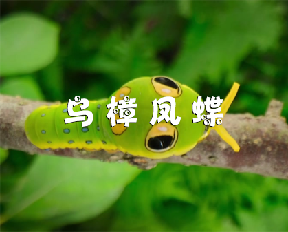 《蝶蛹的秘密伪装：乌樟凤蝶毛毛虫》-157资源网