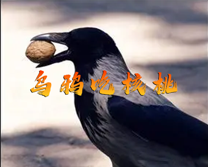 《乌鸦的坚果盛宴  乌鸦吃核桃》-157资源网