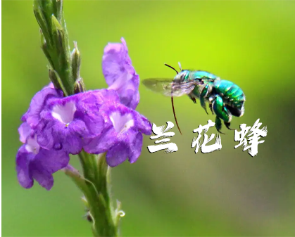 《丛林调香师：兰花蜂的香水传奇》-157资源网