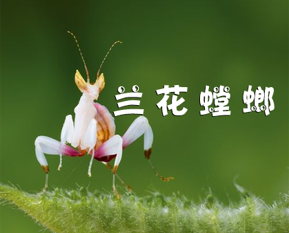 《伪装大师：兰花仙子  兰花螳螂》-157资源网