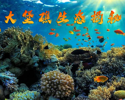 《潜入神秘珊瑚王国：大堡礁生态揭秘》-157资源网