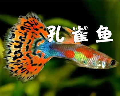 《伪装大师：孔雀鱼的生存艺术》-157资源网