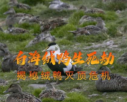 《白海绒鸭生死劫：揭秘绒鸭灭顶危机》-157资源网