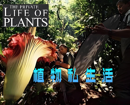 《植物私生活 The Private Life of Plants》第一季-157资源网